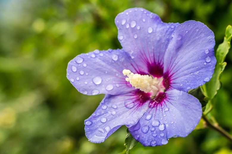 3 Hardy Hibiscus Live Plants, 4-7'' Tall, Red Yellow Flowering Shrub for Outdoor Garden - Image 2