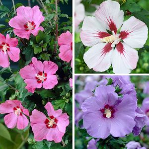 3 Hardy Hibiscus Live Plants, 4-7'' Tall, Red Yellow Flowering Shrub for Outdoor Garden