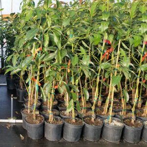 Hass Avocado Tree 3-3.5 Ft Tall - Cold Hardy Live Plant in 3 Gallon Pot