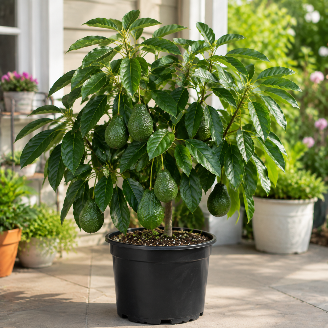 Hass Avocado Tree Live Plant - 6-10" Tall Seedling in 4-Inch Pot for Indoor/Outdoor