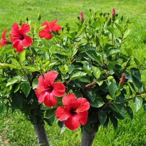 4 Mixed Hibiscus Plants Live - Tropical Flowering Shrubs, 4-8" Tall, Cold Hardy