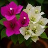 Bougainvillea Live Plant - Mixed 2 Colors, Tropical Perennial, 15-20 Inches Tall
