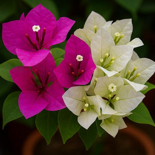 Bougainvillea Live Plant -2 Mixed Flower Colors, 17-20 Inches Tall Indoor/Outdoor Perennial