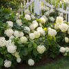 2 Hydrangea Live Plants - Color Changing Blue to Pink Cuttings, 8-12" Tall, Dormant