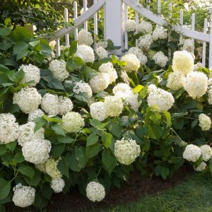 2 Hydrangea Live Plants - Color Changing Blue to Pink Cuttings, 8-12" Tall, Dormant