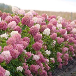 2 Hydrangea Live Plants, Pink White, Dormant Rooted Cuttings, 1-2ft Tall for Outdoor Landscaping