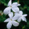 Jasmine Live Plant 4-8″ Tall – Fragrant White Blooms – Outdoor Vine