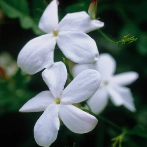 Jasmine Live Plant 4-8″ Tall – Fragrant White Blooms – Outdoor Vine