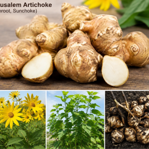 10 Jerusalem Artichoke Tubers - Sunchokes for Planting, Hardy Perennial Vegetable Roots, Large Size, Outdoor