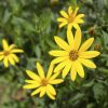 Jerusalem Artichoke Tubers for Planting - 1/2 Lb Sunchoke Bulbs, Sunroots