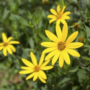 Jerusalem Artichoke Tubers for Planting - 1/2 Lb Sunchoke Bulbs, Sunroots