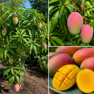 Grafted Super Julie Mango Tree Live Plant – 2-3 ft Tall, Ready to Fruit, 1 Gallon Pot, Tropical Outdoor
