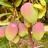 Kent Mango Tree Live Plant – Grafted – 3 Gallon Pot – Sweet Tropical Fruit – Outdoor