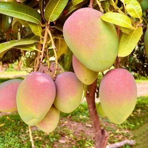 Kent Mango Tree Live Plant – Grafted – 3 Gallon Pot – Sweet Tropical Fruit – Outdoor