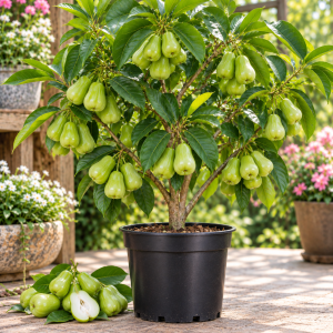 Kiojok Green Wax Apple Live Tree – 2-3 FT Tall, 3 Gallon Pot