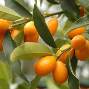 Variegated Kumquat Tree Live Plant – 3 Gallon Pot – Outdoor Citrus Fruit - NO SHIP TO CA