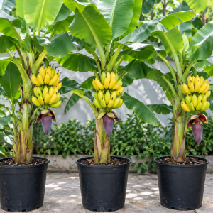 Lakatan Banana Plants Live - 3 Pack, 3-5" Tall Starter Plugs, Fast-Growing, Cold Hardy