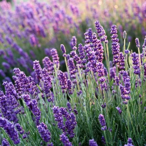 2 Phenomenal Lavender Live Plants - Hardy Fragrant Herb, 5-7 inches