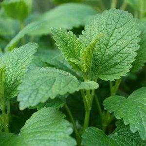 Lemon Balm Live Plants, 3-Pack, 3-6" Tall, Fragrant Herb, Outdoor
