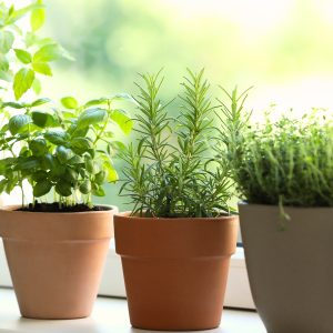 4 Pack Mixed Herb Live Plants - Lemon Balm, Rosemary, Basil, Oregano, 4-8" Tall Seedlings for Garden & Kitchen