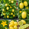 Cucumber Live Plants – Set of 2, 4-Inch Pot, Vegetable Plant