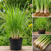 Set of 6 Lemongrass Live Plants – 4-8 Inch Rooted Stalks for Garden Containers