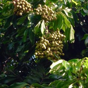 Alternative view of Longan Fruit Tree Live Plant - Tropical Fruit Starter, 5-9 Inch Tall