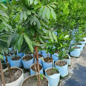 Longan Fruit Tree Live Plant - Tropical Fruit Starter, 5-9 Inch Tall