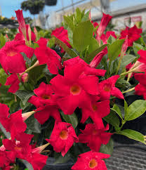 Mandevilla Vine Live Plants - Vibrant Red Flowering Vines, 4-7 Inches Tall