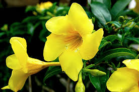 Mandevilla Vine Live Plants - Vibrant Red Flowering Vines, 4-7 Inches Tall - Image 4