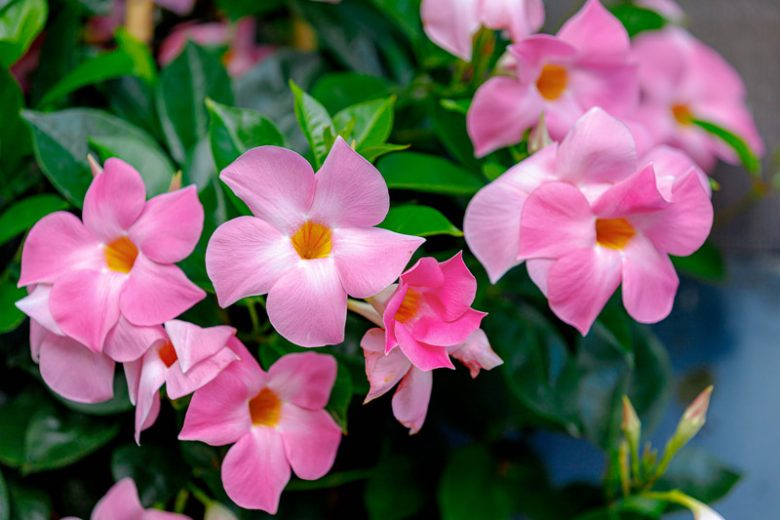 Mandevilla Vine Live Plants - Vibrant Red Flowering Vines, 4-7 Inches Tall - Image 5