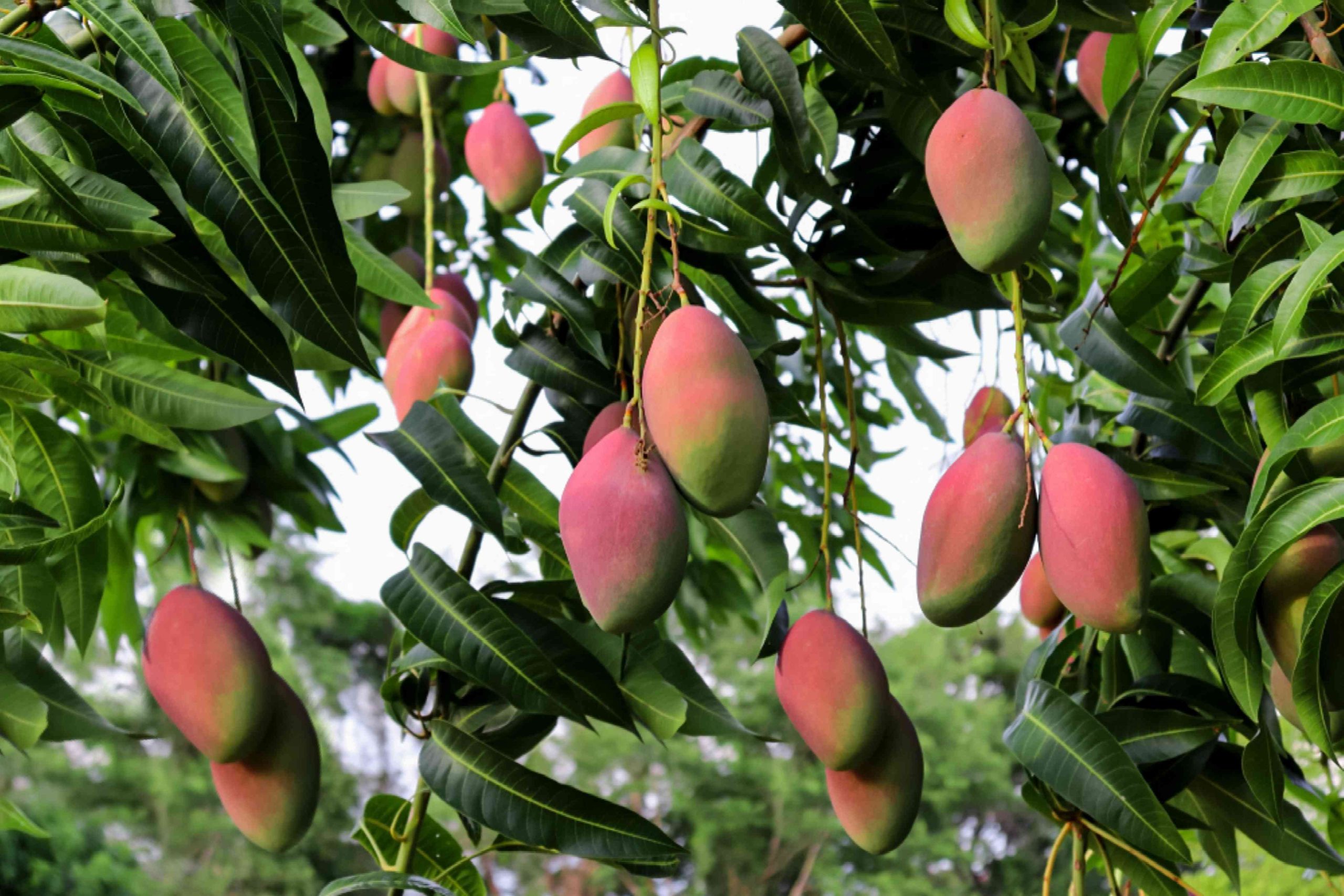Sweet Mango Tree Live Plant, 3 Gallon Pot, Tropical Fruit Tree, Outdoor USDA Zones 9-11 - Image 4