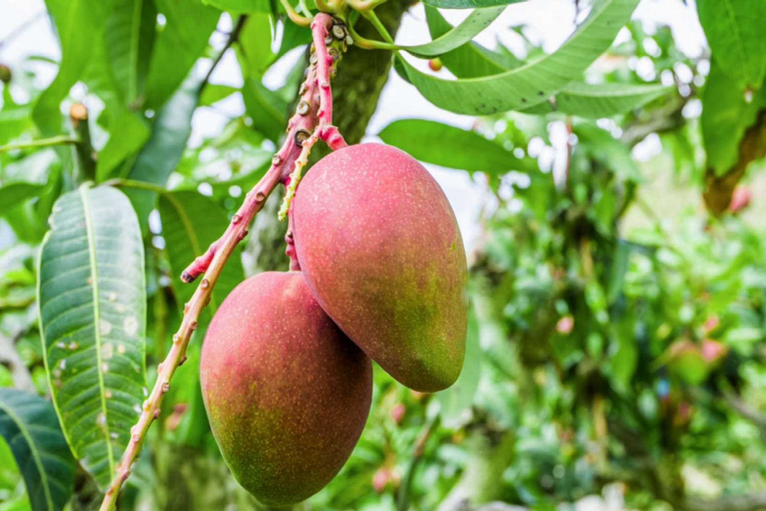 Sweet Mango Tree Live Plant, 3 Gallon Pot, Tropical Fruit Tree, Outdoor USDA Zones 9-11 - Image 3