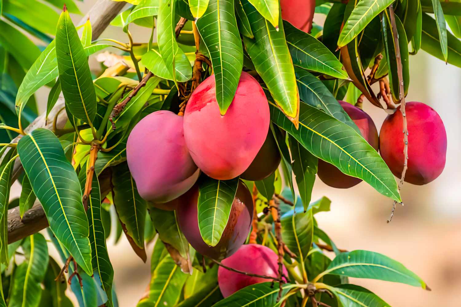 Sweet Mango Tree Live Plant, 3 Gallon Pot, Tropical Fruit Tree, Outdoor USDA Zones 9-11 - Image 2