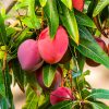 Sweet Mango Tree Live Plant, 3 Gallon Pot, Tropical Fruit Tree, Outdoor USDA Zones 9-11