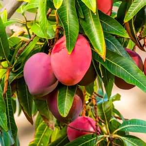 Sweet Mango Tree Live Plant, 3 Gallon Pot, Tropical Fruit Tree, Outdoor USDA Zones 9-11