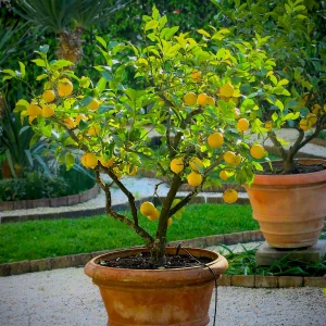 Meyer Lemon Tree Live Plant 2-3 Ft Tall - Fragrant Citrus for Outdoor Patio