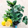 Meyer Lemon Tree Live Plant, 12-15_ Tall