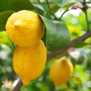 Alternative view of Meyer Lemon Live Tree Plant - 3 Gallon Pot - Cold Hardy Citrus - NO SHIP TO CA