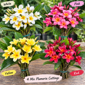 4 Mix Plumeria Cuttings 12 Inch - Live Tropical Frangipani Plant for Outdoor Growing