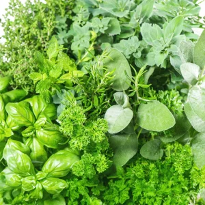 4 Mixed Herb Live Plants Assortment 4-8'' Tall - Lemon Balm, Mint, Rosemary, Edible & Fragrant for Indoor/Outdoor Gardens