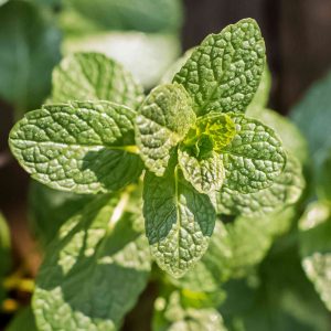 3 Mixed Mint Live Plants - Fast Growing Culinary Herb, Indoor/Outdoor, Zones 3-11