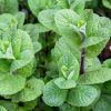3 Mojito Mint Live Plants – Fragrant Culinary Herb – Cold Hardy – 4-7 inches tall