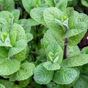 3 Mojito Mint Live Plants – Fragrant Culinary Herb – Cold Hardy – 4-7 inches tall