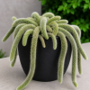 Monkey Tail Cactus Live Plant - 2" Pot, Trailing Succulent for Hanging Baskets, Red Blooms