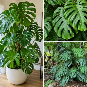 Monstera Deliciosa Live Plant – 4-6 Inches Tall – Indoor Houseplant