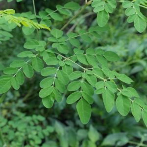 Alternative view of Moringa Tree Live Plant – 6-10 Inch Tall – 2 Plants in 4 Inch Pot – Outdoor