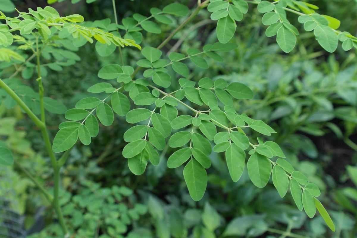 Moringa Oleifera Tree Live Plant - 9 Months Old, Potted, Outdoor