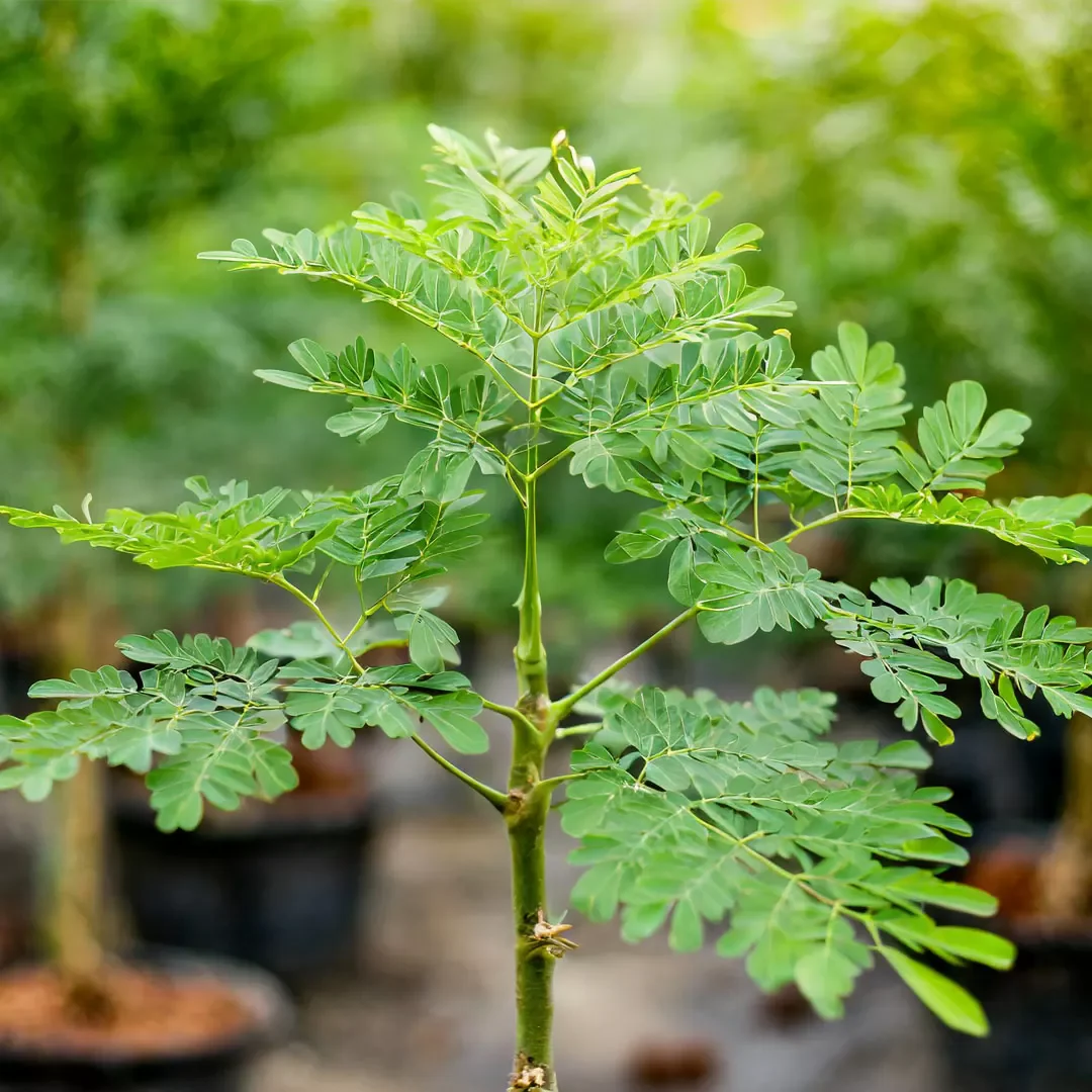 Moringa Oleifera Tree Live Plant - 9 Months Old, Potted, Outdoor - Image 3