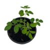 Moringa Tree Live Plant – 6-10 Inch Tall – 2 Plants in 4 Inch Pot – Outdoor